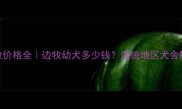 短毛边牧价格全边牧幼犬多少钱血统地区犬舍影响大