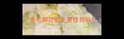 金毛脚趾的毛要修剪吗