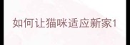 如何让猫咪适应新家