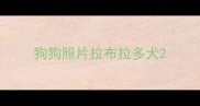 狗狗照片拉布拉多犬