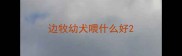 边牧幼犬喂什么好
