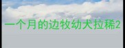 一个月的边牧幼犬拉稀