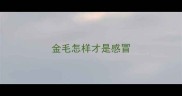 金毛怎样才是感冒