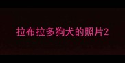 拉布拉多狗犬的照片