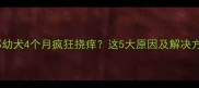 萨摩耶幼犬4个月疯狂挠痒这5大原因及解决方法全