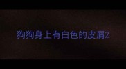 狗狗身上有白色的皮屑