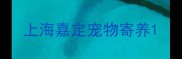 上海嘉定宠物寄养