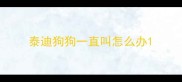 泰迪狗狗一直叫怎么办