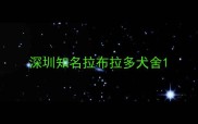 深圳知名拉布拉多犬舍