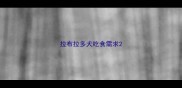 拉布拉多犬吃食需求