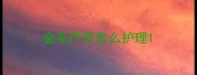 金毛产仔怎么护理