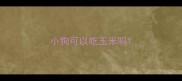 小狗可以吃玉米吗