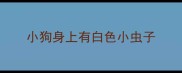 小狗身上有白色小虫子
