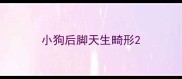 小狗后脚天生畸形