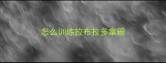 怎么训练拉布拉多拿碗