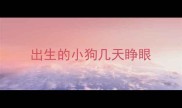 出生的小狗几天睁眼