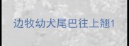 边牧幼犬尾巴往上翘