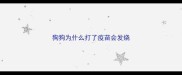 狗狗为什么打了疫苗会发烧