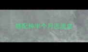 够配种半个月还流血