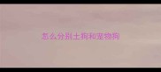怎么分别土狗和宠物狗
