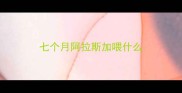 七个月阿拉斯加喂什么