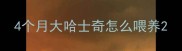 4个月大哈士奇怎么喂养