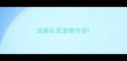 成都石灵宠物市场