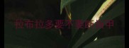 拉布拉多要不要断指甲