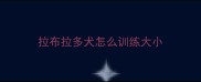 拉布拉多犬怎么训练大小