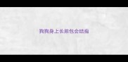 狗狗身上长脓包会结痂