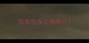 拉布拉多公狗照片