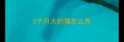 2个月大的猫怎么养