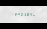 小狗产后注意什么