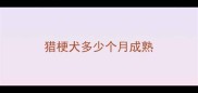 猎梗犬多少个月成熟