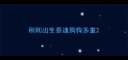 刚刚出生泰迪狗狗多重