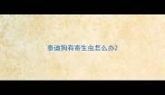 泰迪狗有寄生虫怎么办