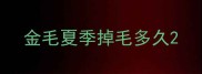 金毛夏季掉毛多久