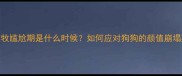 边牧尴尬期是什么时候如何应对狗狗的颜值崩塌期