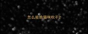 怎么能给猫咪吹干