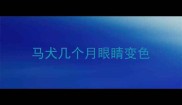 马犬几个月眼睛变色