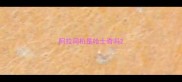 阿拉司机是哈士奇吗