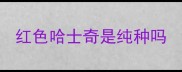 红色哈士奇是纯种吗