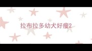 拉布拉多幼犬好瘦