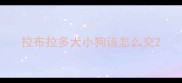拉布拉多犬小狗该怎么交