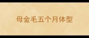 母金毛五个月体型