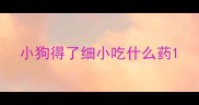 小狗得了细小吃什么药