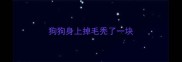 狗狗身上掉毛秃了一块