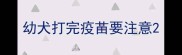 幼犬打完疫苗要注意