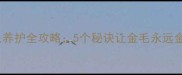 金毛犬毛色养护全攻略5个秘诀让金毛永远金光闪闪