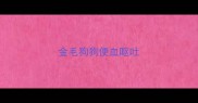 金毛狗狗便血呕吐
